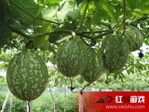 宁夏吊瓜怎么吃,独特风味，多样食法探索