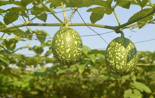 宁夏吊瓜怎么吃,独特风味，多样食法探索