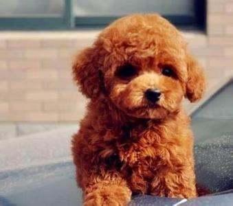 泰迪吃小瓜,泰迪狗狗的夏日小瓜美食之旅