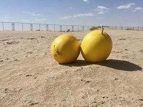 吃瓜所树姥姥,吃瓜群众眼中的姥姥传奇