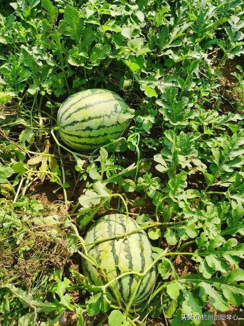 看瓜人吃瓜,揭秘娱乐圈幕后真相