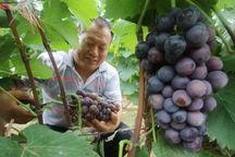 永年铺吃瓜,揭秘当地特色美食背后的故事