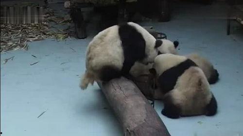 熊猫pandawatch吃瓜,揭秘吃瓜界的萌宠传奇