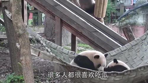 熊猫pandawatch吃瓜,揭秘吃瓜界的萌宠传奇
