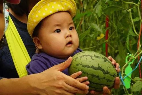 吃瓜生存的故事,揭秘娱乐圈背后的生存法则