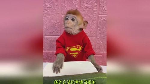 看猴哥吃瓜和小明吃瓜视频,趣味吃瓜大比拼