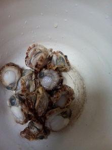 扇贝和角瓜能一起吃吗,健康美味两不误