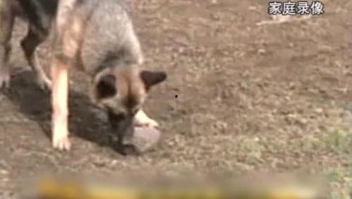 狗头小剧场吃瓜,吃瓜群众围观娱乐圈风云