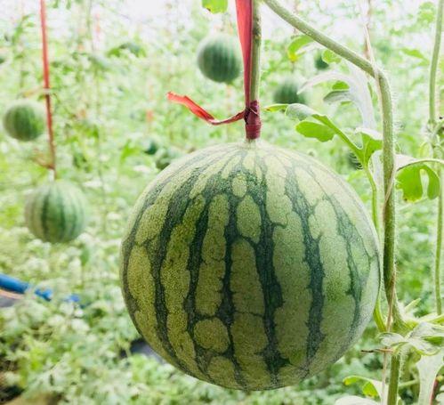 马姐吃瓜,揭秘娱乐圈幕后故事