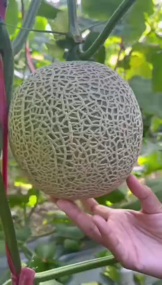 牛3蜜瓜吃,探寻美味与健康的完美融合