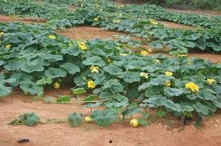 吃丰城的瓜,品味夏日甜蜜时光