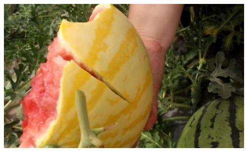 吃瓜黄皮群,网络社交新现象背后的故事