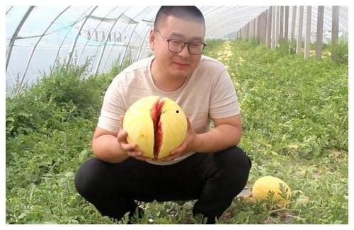 吃瓜黄皮群,网络社交新现象背后的故事