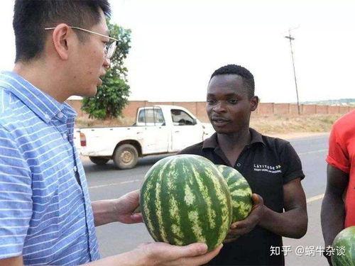 台湾网友吃瓜,吃瓜事件背后的真相与反思