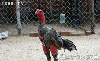 斗鸡吃瓜,一场别开生面的夏日盛宴