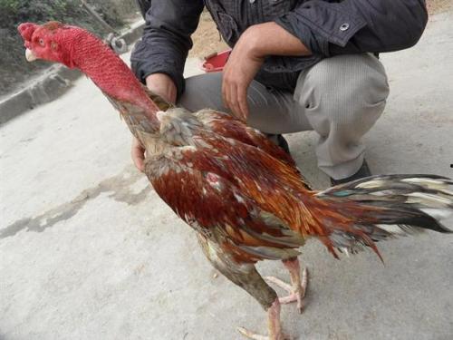 斗鸡吃瓜,一场别开生面的夏日盛宴