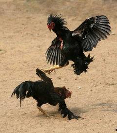 斗鸡吃瓜,一场别开生面的夏日盛宴