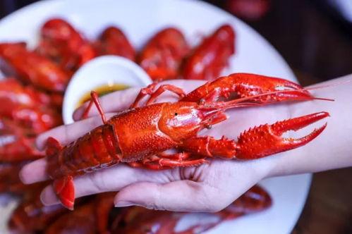 大龙虾吃瓜,揭秘海洋生物的趣味生活