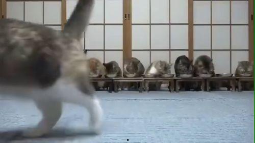 小老头吃瓜视频,揭秘娱乐圈幕后故事