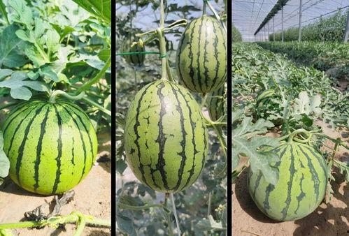 大兴的吃瓜,揭秘当地特色美食与趣事