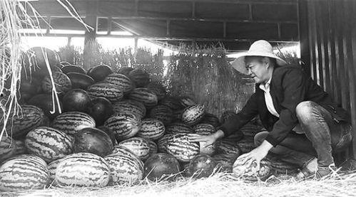 射阳吃瓜群众案件,网络谣言引发的司法风波