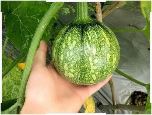 小瑜吃瓜,揭秘娱乐圈那些不为人知的幕后故事