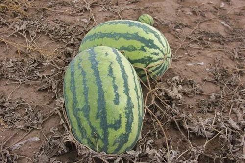 小瑜吃瓜,揭秘娱乐圈那些不为人知的幕后故事