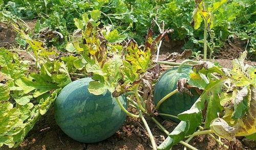 立秋了吃瓜好吗,传统习俗与健康饮食的完美结合