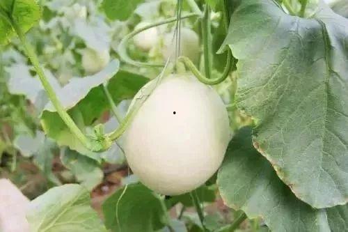 镇平网红吃瓜事件,揭秘网络舆论背后的真相与争议