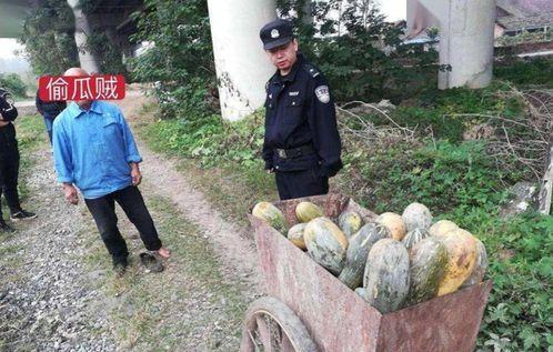 镇平网红吃瓜事件,揭秘网络舆论背后的真相与争议