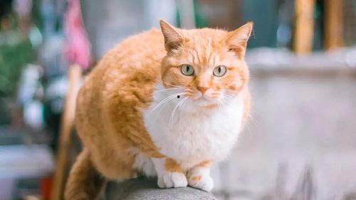 橘猫在线吃瓜,笑料横生，带你领略萌宠界的欢乐时光