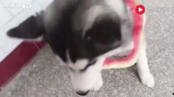 萌猫吃瓜日常,揭秘猫咪的娱乐生活