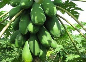 吃瓜之变,揭秘网络舆论的演变与影响