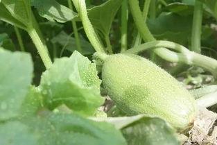 吃瓜之变,揭秘网络舆论的演变与影响