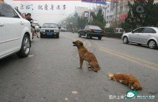 车祸小狗吃瓜视频大全,萌态百出视频大全集锦