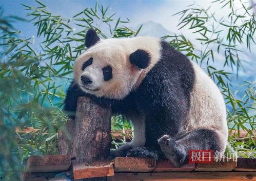 吃瓜熊猫直播间,揭秘娱乐圈幕后故事