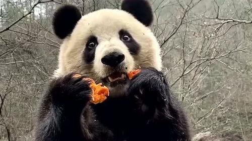 吃瓜熊猫直播间,揭秘娱乐圈幕后故事