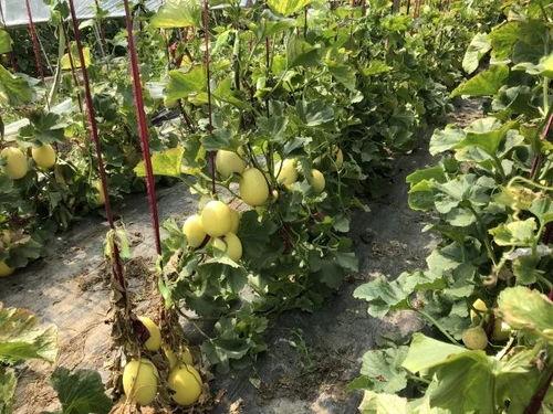 界首吃瓜相片,夏日炎炎，瓜香四溢