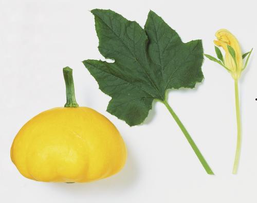 撒树叶吃瓜,探寻夏日消暑的独特风情