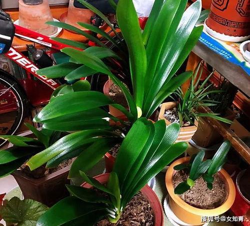 撒树叶吃瓜,探寻夏日消暑的独特风情