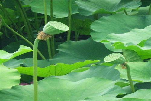 问草吃瓜,探寻自然与生活的和谐之道
