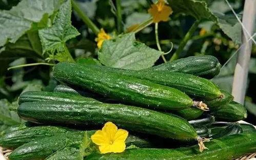 问草吃瓜,探寻自然与生活的和谐之道