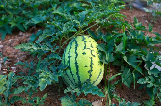 吃瓜吃到无籽西瓜