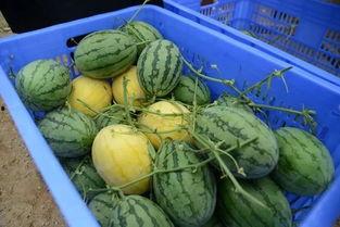 艺术home吃瓜群,揭秘“吃瓜群”背后的艺术江湖