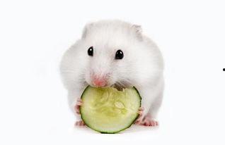 仓鼠可以吃田瓜吗,田瓜在仓鼠食谱中的地位