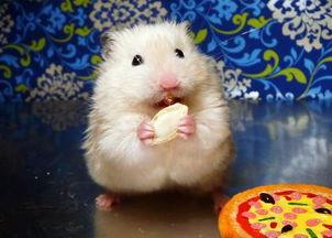 仓鼠可以吃田瓜吗,田瓜在仓鼠食谱中的地位