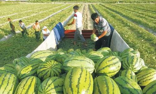 美国吃瓜之旅之六,探寻异国风味与本土文化的碰撞