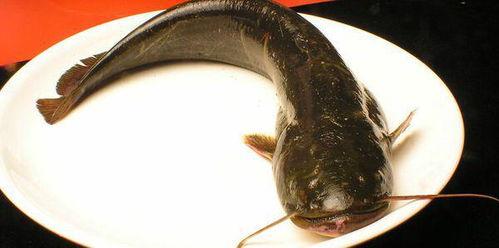 鲶鱼蹲坑带你吃瓜,揭秘网络红人带你吃瓜的幕后故事