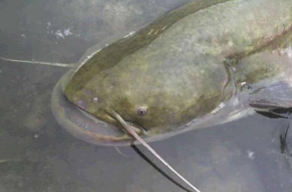 鲶鱼蹲坑带你吃瓜,揭秘网络红人带你吃瓜的幕后故事