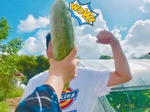 带你去看吃瓜,揭秘网络热点的背后故事